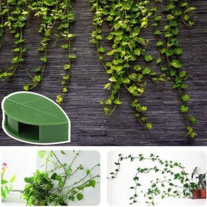 Un collage de cuatro imágenes que muestran enredaderas de hojas verdes sobre diferentes fondos: una pared oscura, una Pinza organizadora de plantas que se asemeja a una hoja, un fondo blanco interior y extendida horizontalmente, enfatizando el crecimiento.