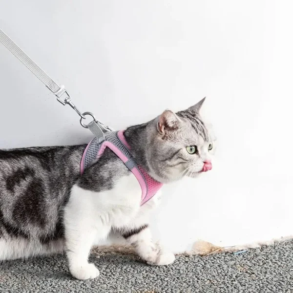 Un gato gris y blanco con un Arnés ajustable con guía para gatos rosa camina sobre una superficie alfombrada. Tiene la lengua afuera, como si se lamiera la nariz, y mira hacia un lado. El fondo es una simple pared blanca.